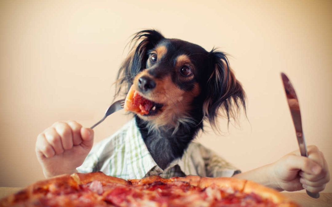 Dog-Friendly Restaurant on the Outer Banks | Slice Pizzeria